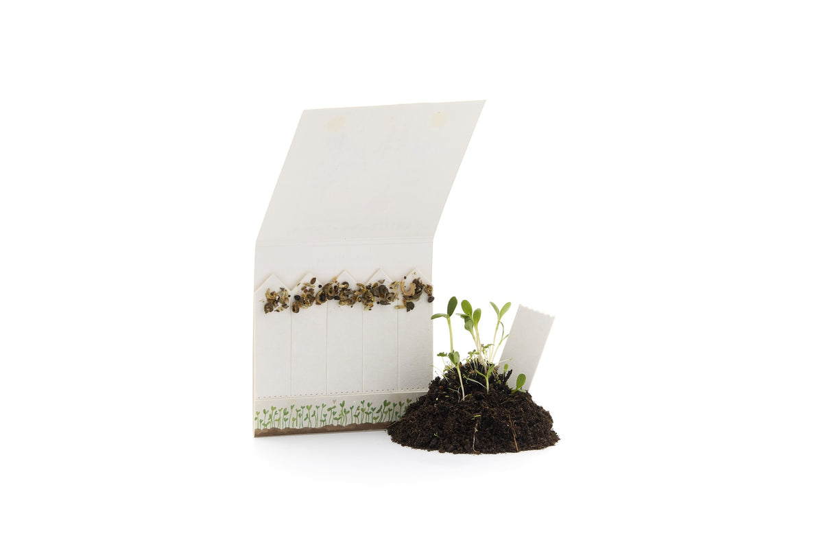 Steckling mit Saatgut in bedruckter Umverpackung und Logo – Detail