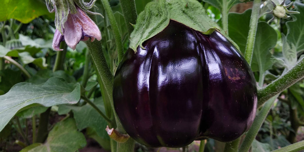 Holz