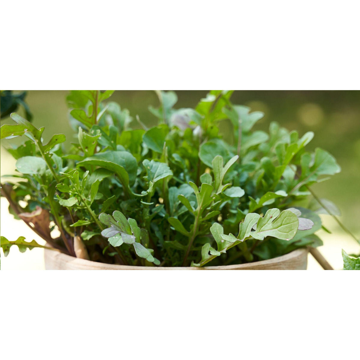 Holz