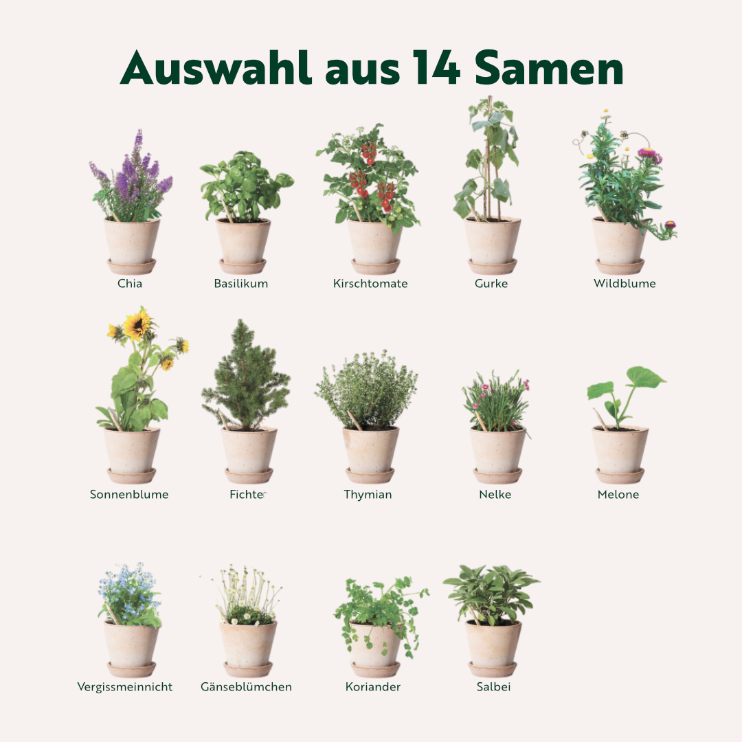 Auswahl aus 14 Samen