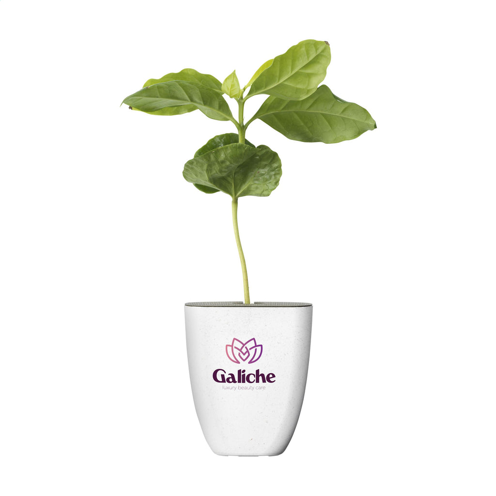 Briefkastenbäume - Kaffeepflanze