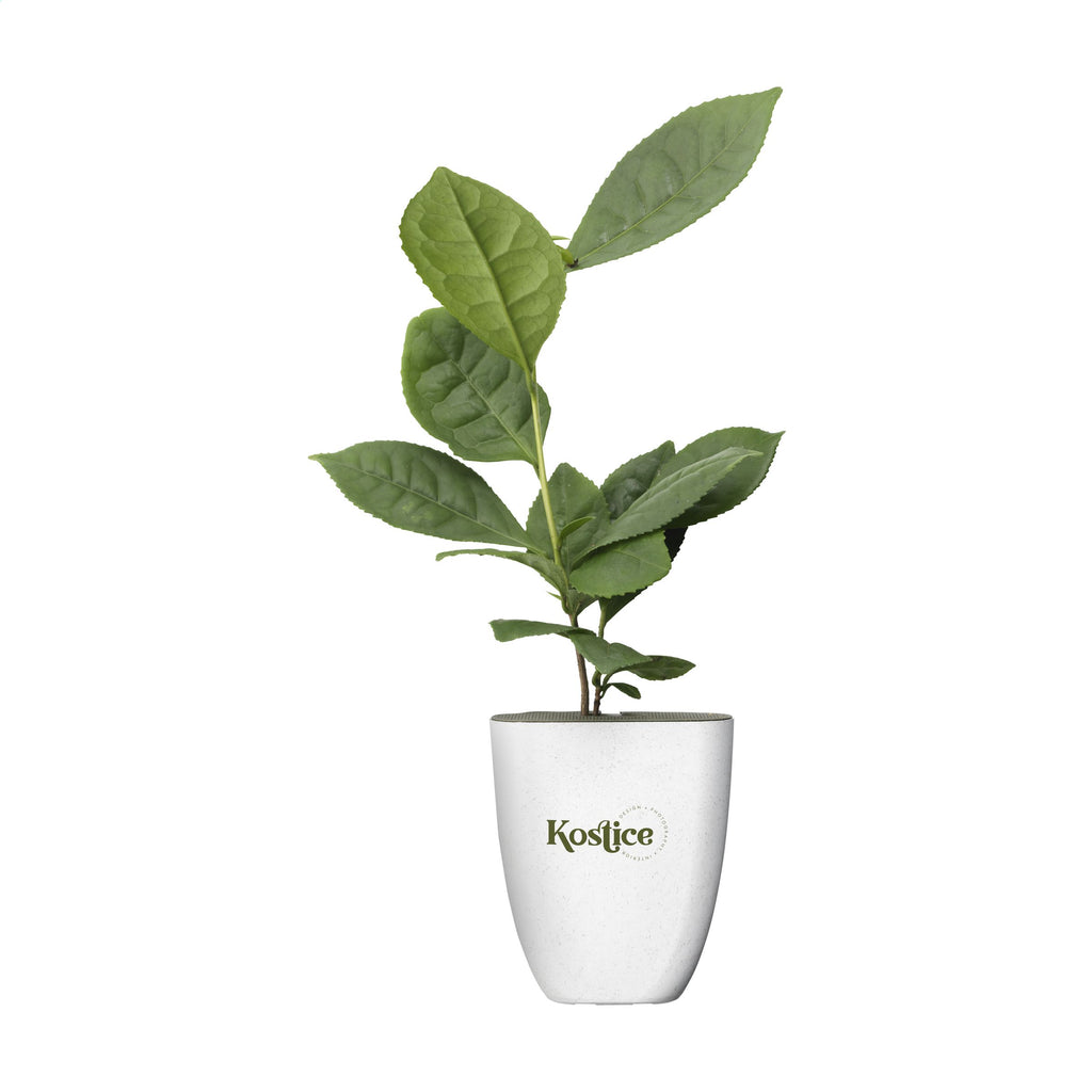 Briefkastenbäume - Teepflanze