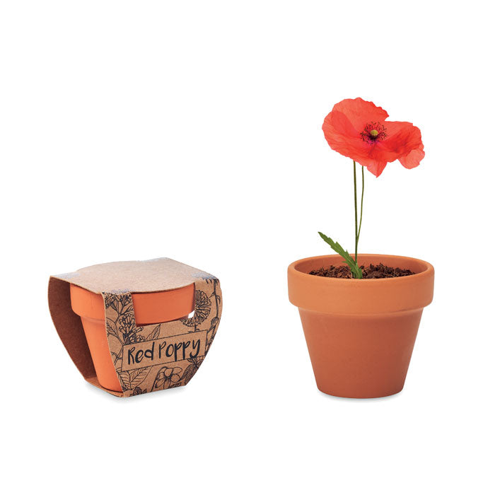 Red Poppy Terracotta Topf Mohnblume