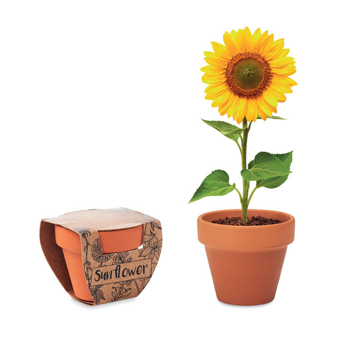 Sunflower Terracotta Topf Sonnenblume